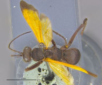 Media type: image;   Entomology 15803 Aspect: habitus dorsal view